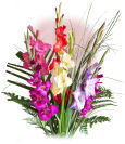 Frederick Gladiolus Frederick,Texas,TX:Gladiolus Bouquet